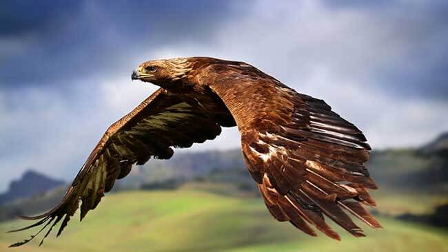 Golden Eagle