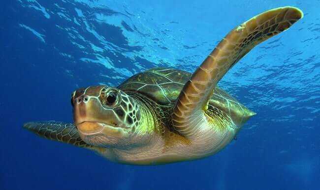 Green Sea Turtle