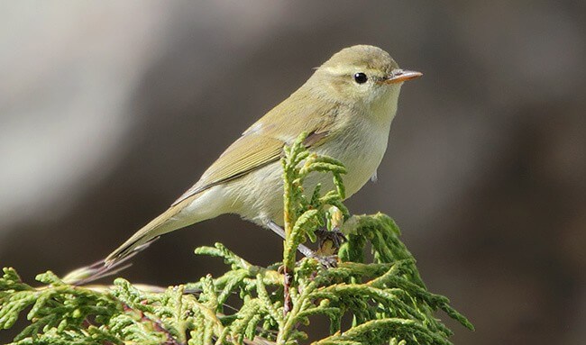 Green Warbler