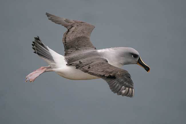 Grey Headed Albatross