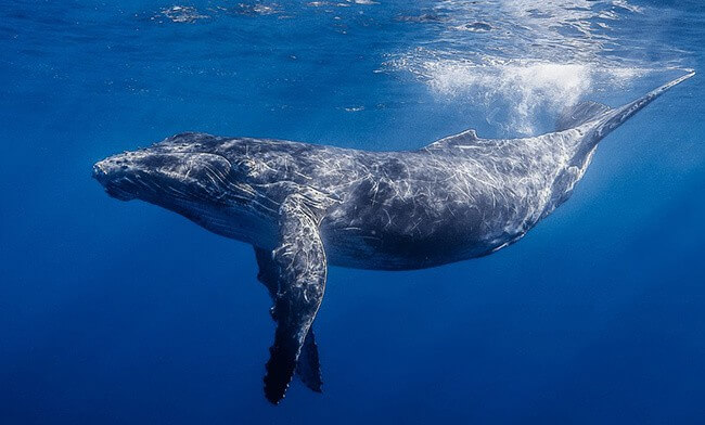 Humpback Whale