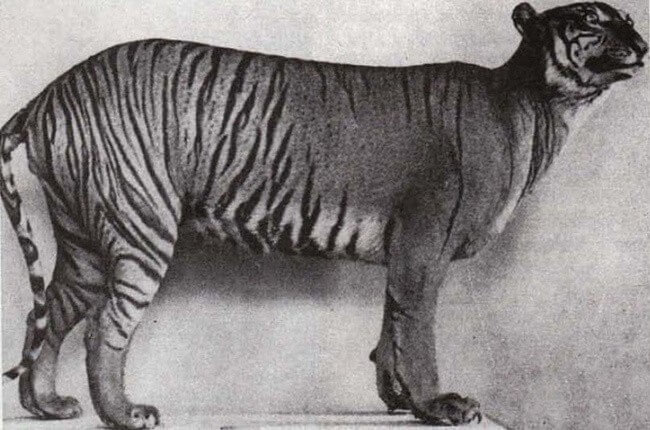 Javan Tiger