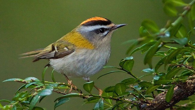 Kinglet