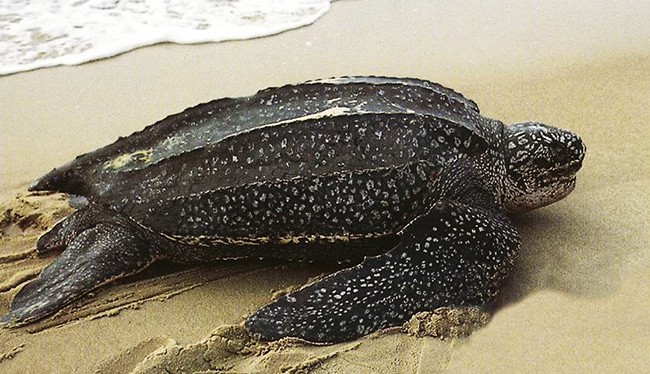 Leatherback Sea Turtle