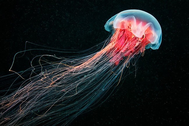 Lion's Mane Jellyfish