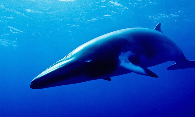 Minke Whale