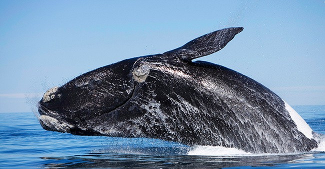 North Atlantic right whale