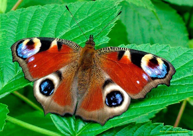 Peacock Butterfly