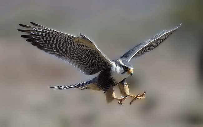 Peregrine Falcon