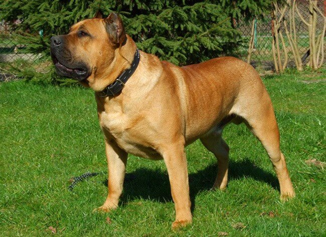 Perro De Presa Canario (Presa Canario)