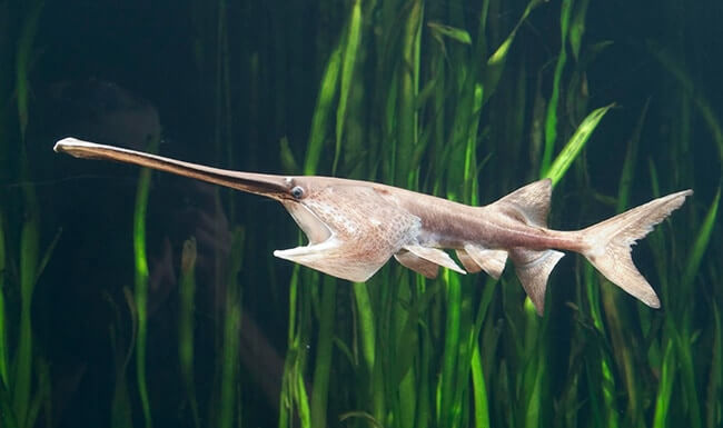 Psephurus Gladius Or Chinese Paddlefish