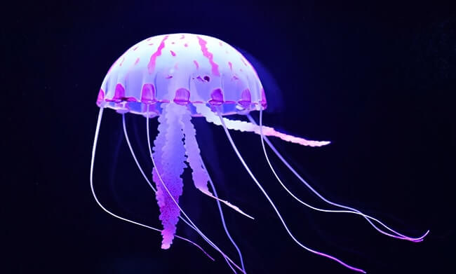 Purple Striped Jellyfish