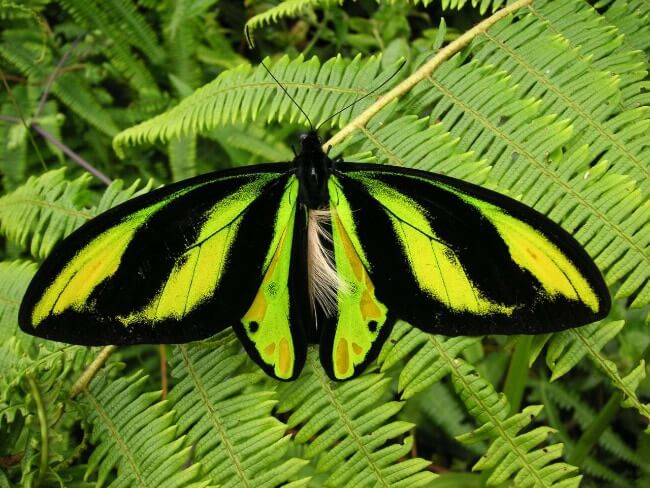 Queen Alexandra's Birdwing