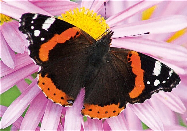 Red Admiral