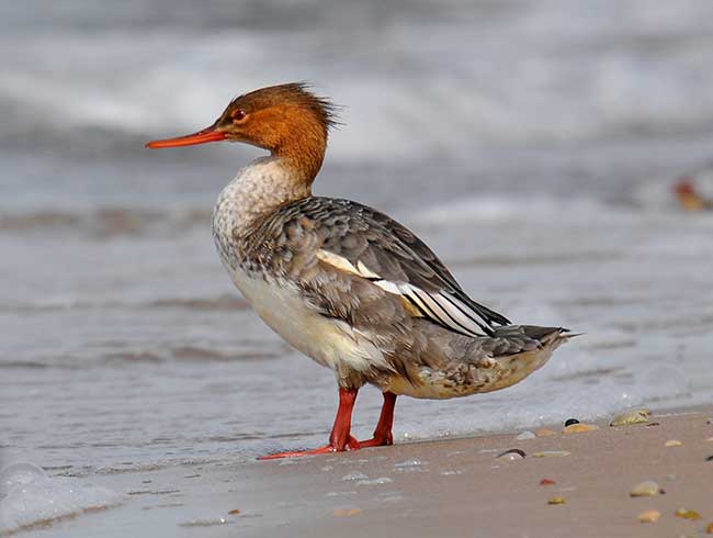 Red Breasted Merganser