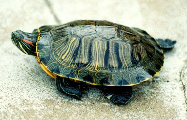 Red Eared Slider Turtle