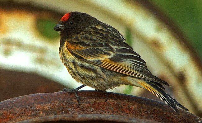 Red Fronted Serin