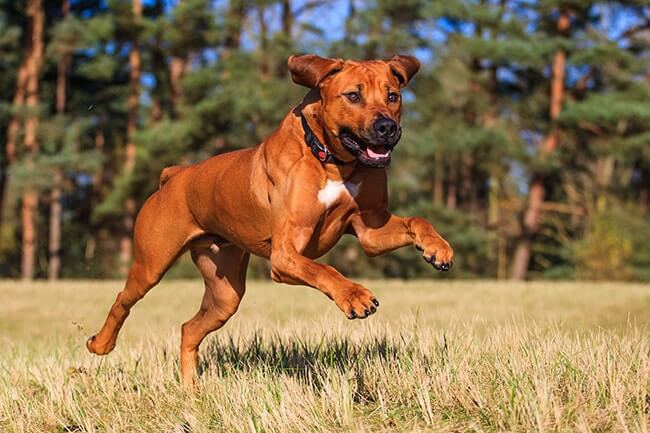 Rhodesian Ridgeback