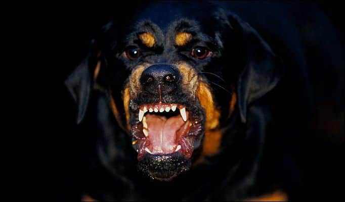 Rottweiler