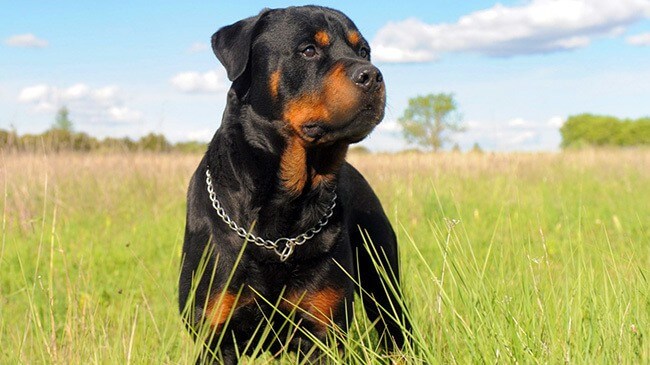 Rottweiler