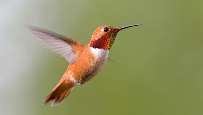 Rufous Hummingbird