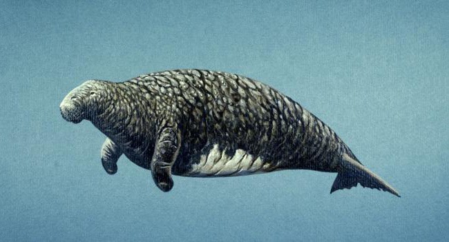 Sea Cow