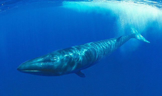 Sei Whale