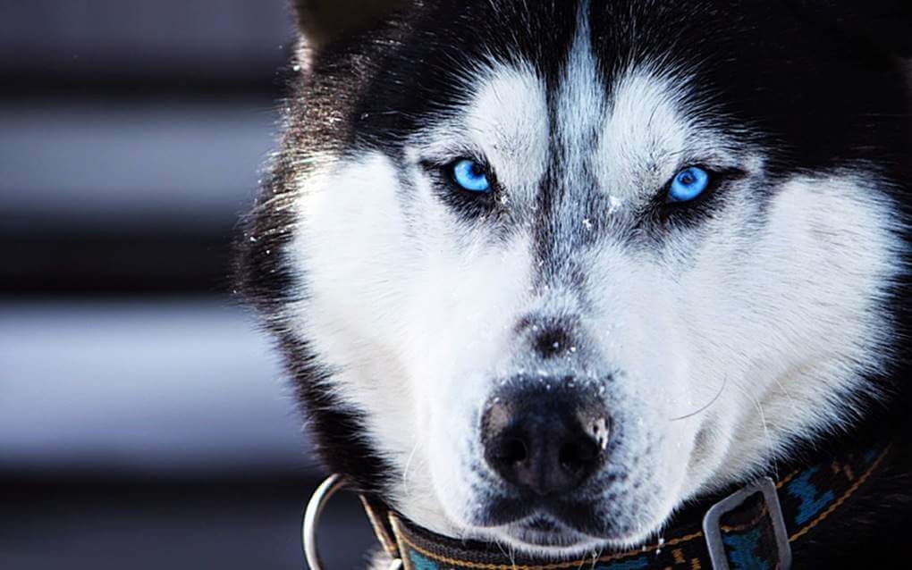 Siberian Husky