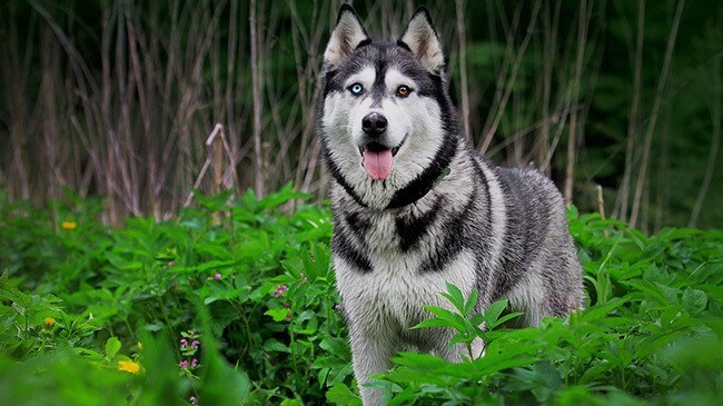 Siberian Husky