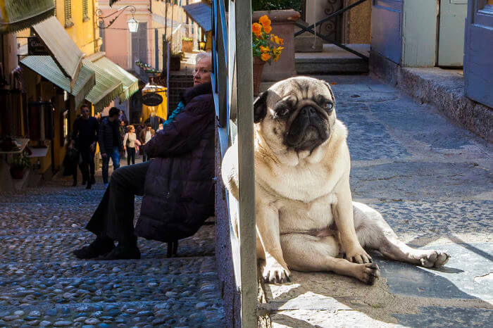 Sitting Giant Dog