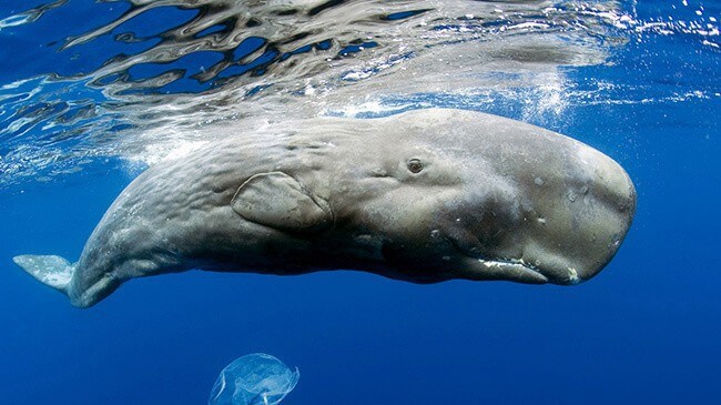 Sperm Whale