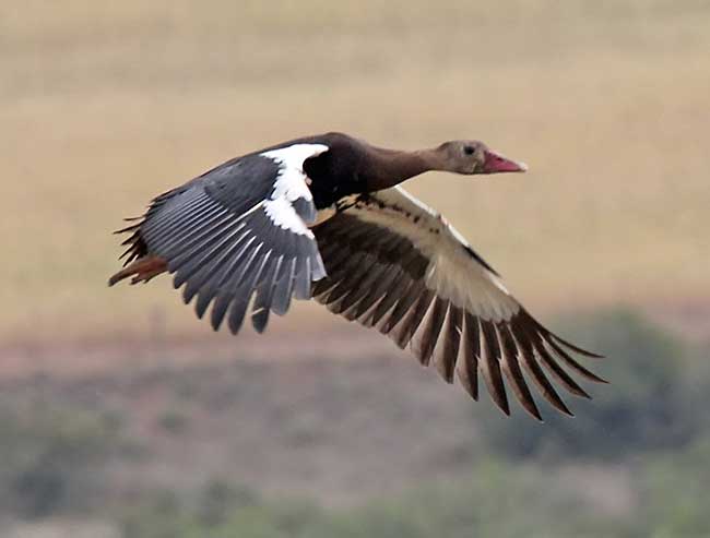 Spur Winged Goose