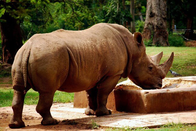 Sumatran Rhinoceros