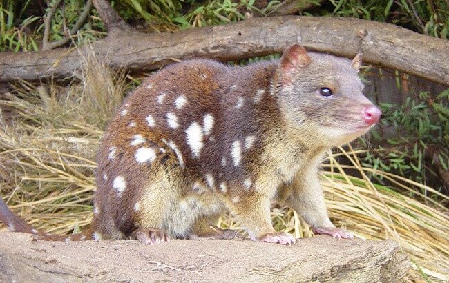 Tiger Quoll