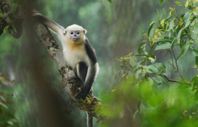 Tonkin Snub Nosed Monkey