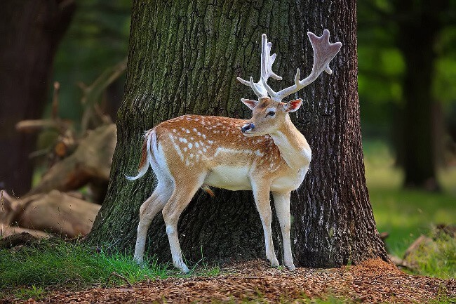 Visayan Spotted Deer