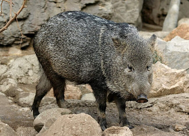 Visayan Warty Pig