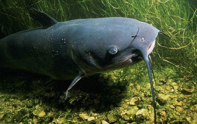 Wels Catfish