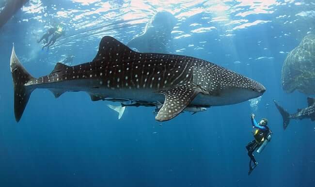 Whale Shark