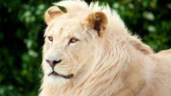 White Lion