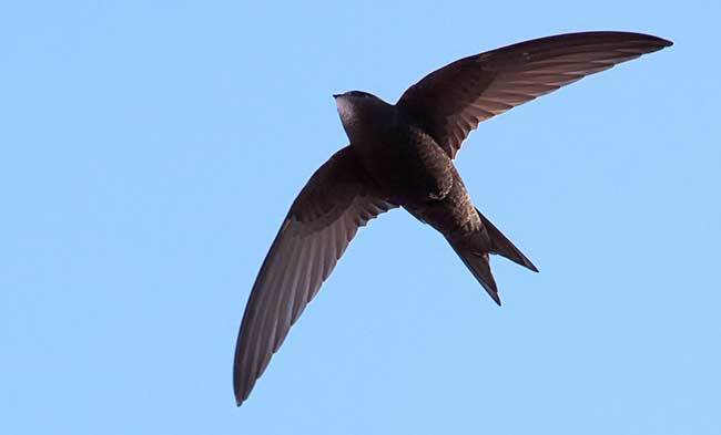 White Throated Needletail