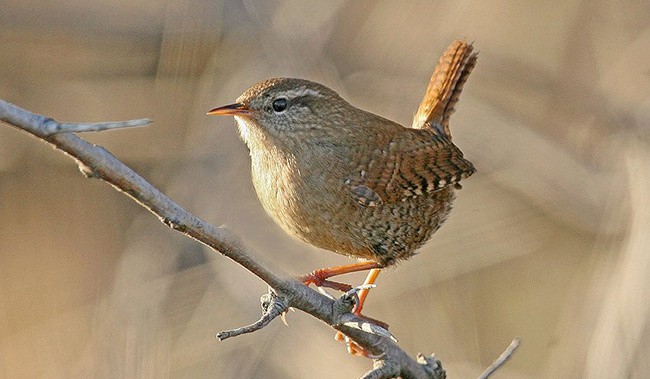 Wren