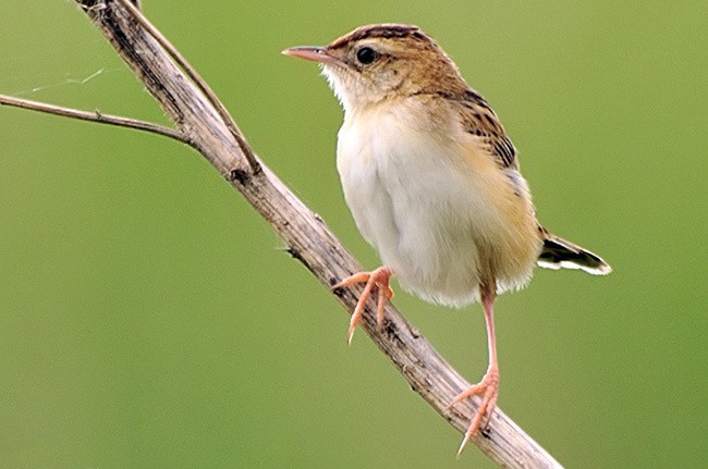 Zitting Cisticola