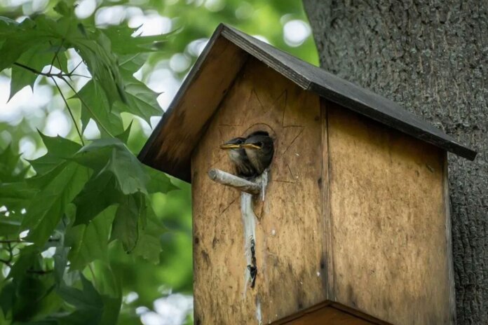 Bird Nests