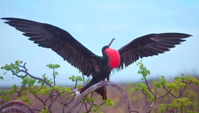 Fastest Birds