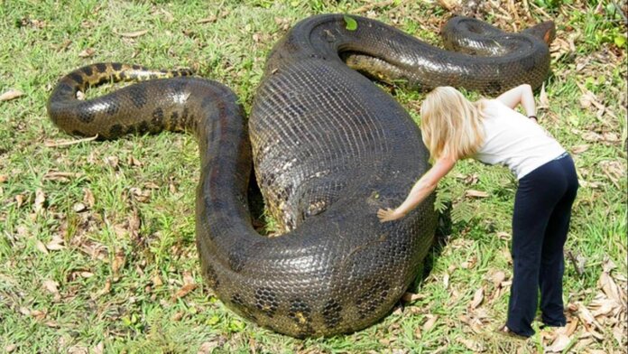 Largest Snakes