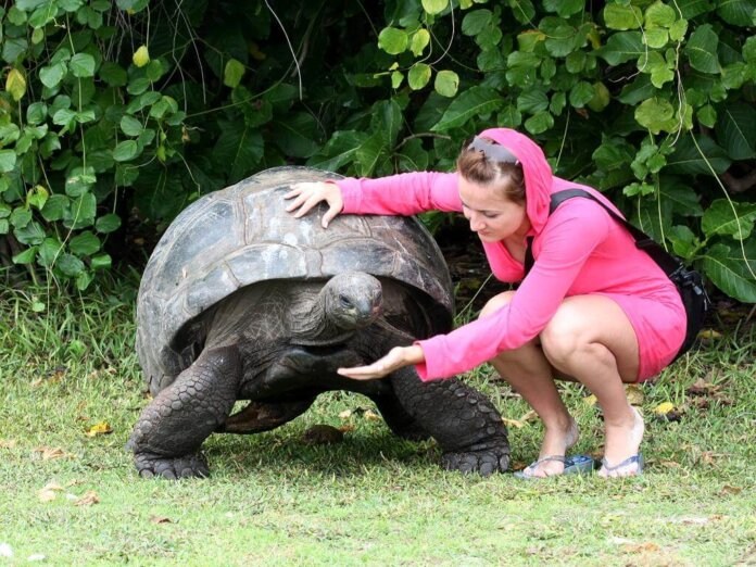 Largest Turtles