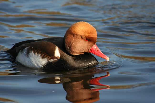 Pochard Bird