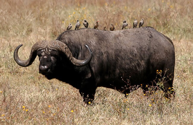 African Buffalo