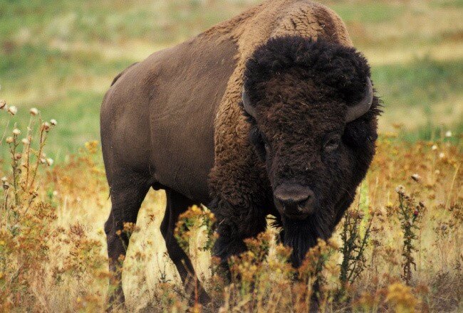 American Bison